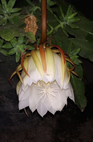 Image of Epiphyllum oxypetalum by (c) Tereso Hernández Morales, some rights reserved (CC BY)