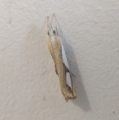 Catoptria pinella