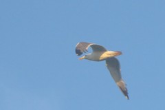 Larus fuscus barabensis