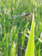 Chalcolestes viridis