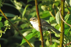 Phylloscopus fuscatus