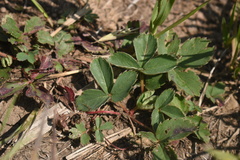 Fragaria virginiana glauca
