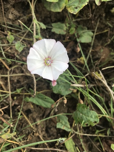 Convolvulus arvensis iNat (2)