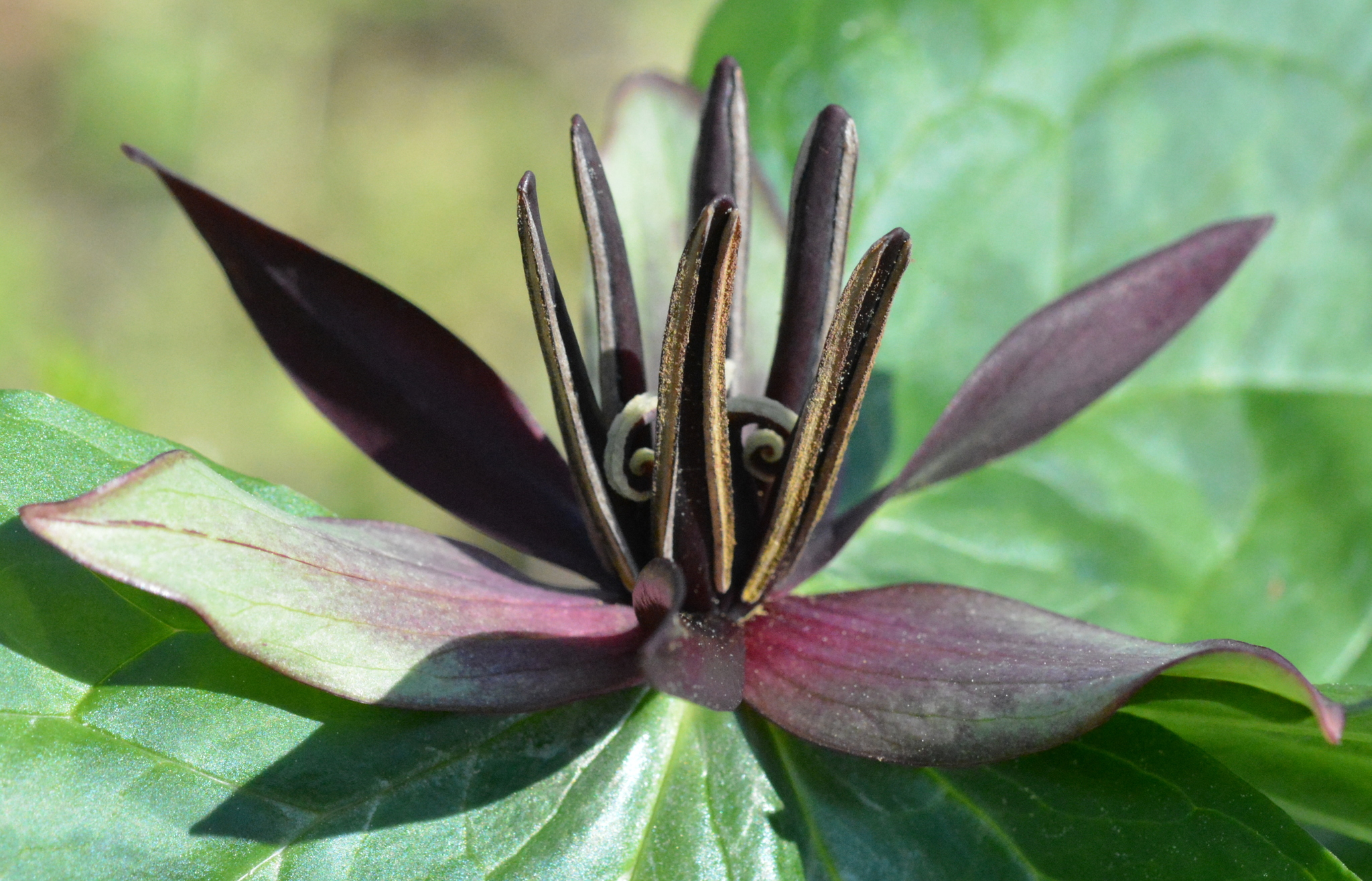 Trillium stamineum