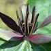 Twisted Trillium - Photo (c) Teri, some rights reserved (CC BY-NC), uploaded by Teri