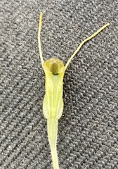 Pterostylis setulosa