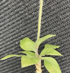 Pterostylis setulosa