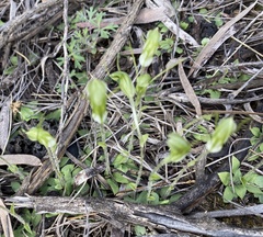 Pterostylis setulosa