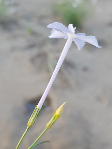 Ipomopsis longiflora ssp. neomexicana