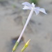Ipomopsis longiflora neomexicana - Photo (c) Alex Abair, algunos derechos reservados (CC BY-NC), uploaded by Alex Abair