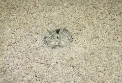 Lysiosquillina maculata