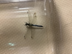 Orthetrum albistylum