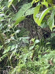 Anotogaster sieboldii