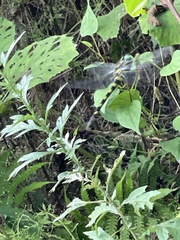 Anotogaster sieboldii
