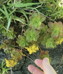 Sedum kimnachii