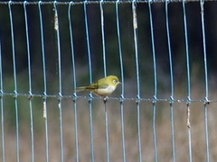 Zosterops lateralis chloronotus