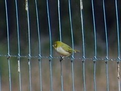 Zosterops lateralis chloronotus