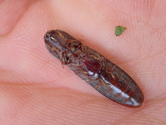 Stenagostus rhombeus