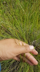 Carex meyeriana