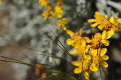 Jacobaea carniolica