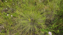 Carex meyeriana