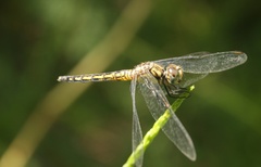 Indothemis