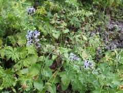 Delphinium speciosum
