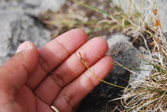 Carex rupestris