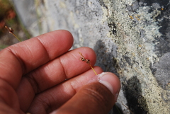 Carex rupestris