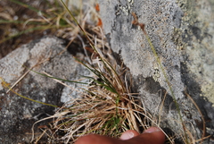 Carex rupestris