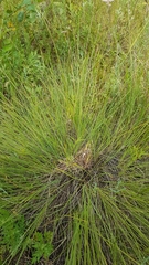 Carex meyeriana