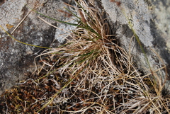 Carex rupestris