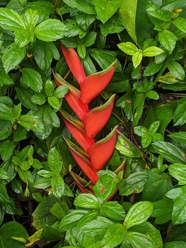 Heliconia bihai observed 2021-08-11