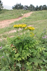 Jacobaea othonnae