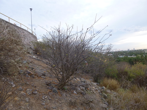 Image of Fouquieria macdougalii by (c) Joel Gómez Murillo, some rights reserved (CC BY)
