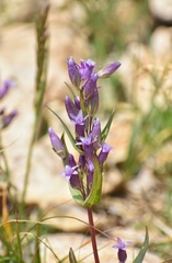 Gentianella amarella heterosepala