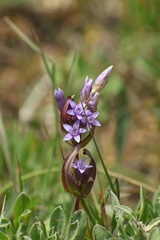 Gentianella amarella heterosepala