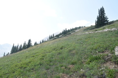 Gentianella amarella heterosepala