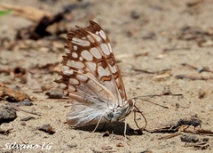 Hamadryas feronia farinulenta