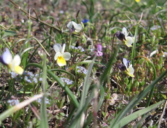 Viola hymettia