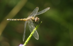 Indothemis