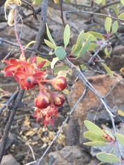 Stegnosperma halimifolium