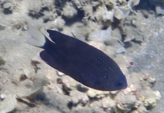 Pomacentrus trichrourus