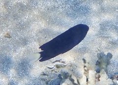 Pomacentrus trichrourus