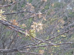 Fouquieria macdougalii