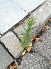 Erigeron sumatrensis