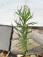 Erigeron sumatrensis