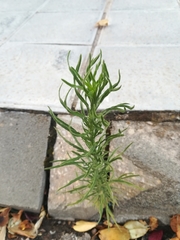 Erigeron sumatrensis