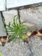 Erigeron sumatrensis