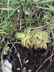Pinguicula
